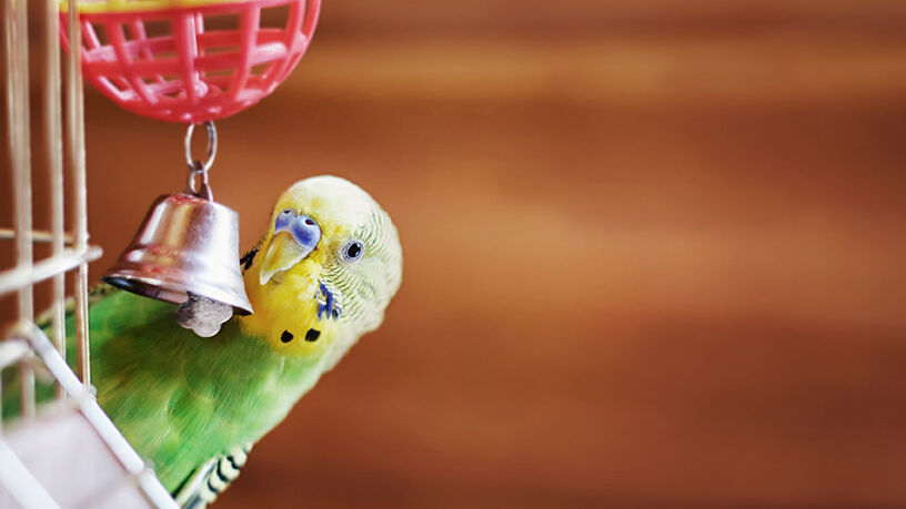 Domestic budgie sitting with his toy friend.